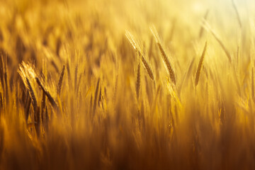 Beautiful summer background with wheat in sunlight at sunset. Ears of wheat with rays of the sun, background
