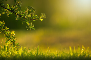 Beautiful summer or spring background with green grass and branch with green leaves and sunbeams in the background. Spring garden or summer landscape with soft bokeh. Abstract nature background
