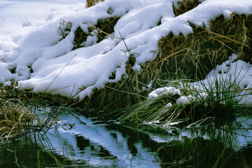 snow covered branches