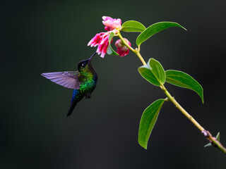 Naklejka premium Fiery-throated Hummingbird In Flight Feeding On A Pink Flower