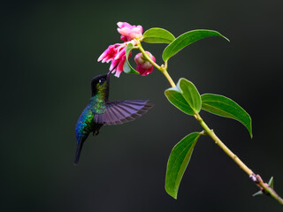 Obraz premium Fiery-throated Hummingbird In Flight Feeding On A Pink Flower