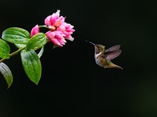 Small Volcano Hummingbird In Flight Feeding On A Pink  Flower