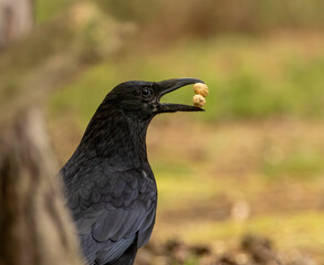 Large black carrion crow picking up 2 monkey nuts in its big beak