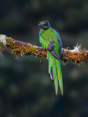 Male Resplendent Quetzal in Costa Rica with green background