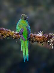 Female Resplendent Quetzal in Costa Rica with green background