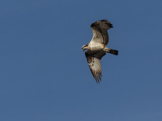 Osprey soaring with bright blue sky background 