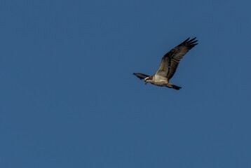 Fototapeta premium Osprey soaring with bright blue sky background 