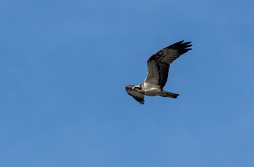 Osprey soaring with bright blue sky background 