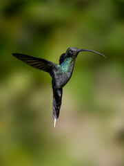 Fototapeta premium Green Hermit Hummingbird in flight on green background