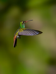 Fototapeta premium Rufous-tailed Hummingbird in flight on green background