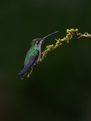 Talamanca Hummingbird portrait on mossy stick against green background