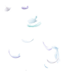 Many Pastel Feather fly fall in Air over white background isolated. Puffy Fluffy soft feathers as purity smooth like dream floating dove in sky. Angle flying from heaven, photo motion