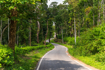 Road inside forest both side of the road filled with trees and bushes