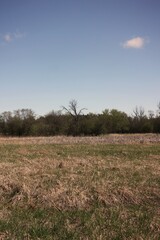 Fototapeta premium landscape with trees