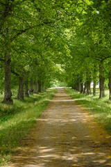 Fototapeta premium alley in the park