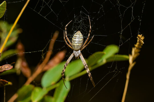 Adult female of Wasp Spider (Argiope bruennichi) sits in a web 