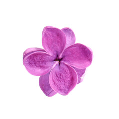 Naklejka na ściany i meble Beautiful fragrant lilac flower isolated on white