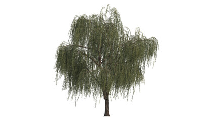 willow tree PNG clear background, cu out tree ready to use © Sinung