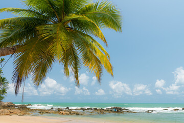 Fototapeta na wymiar Close-up Palm trees. Coconut palm tree. Sun sky clouds. Sand desert. Wave sea. Beach holiday background. copy space