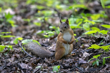 Squirrel in the spring forest