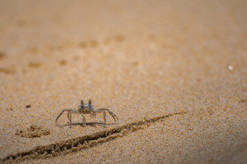 Roughly sand on beach and crab , due to digging hole by crabs in nature. Sand texture and background as selected focus. Top view