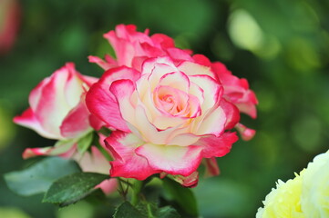 Fototapeta premium pink roses in a garden