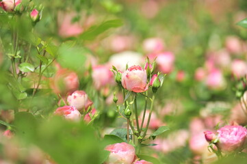 Obraz na płótnie Canvas pink roses in a garden