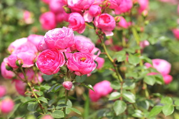 pink roses in a garden