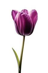 Beautiful purple tulip flower isolated on white AI Generative