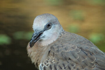 side view spotted dove or eastern spotted dove (Spilopelia chinensis)