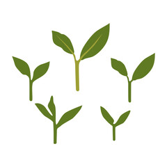 茶葉のイラスト