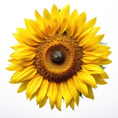 Fototapeta premium Portrait sunflower isolated on white AI Generative