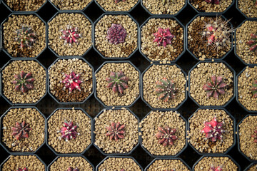 miniature cactus in flower shop