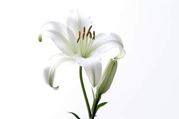 Portrait lily trumpet flower isolated AI Generative