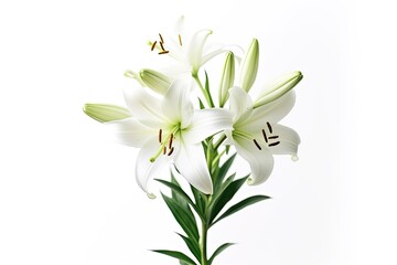 Fototapeta na wymiar Portrait lily trumpet flower isolated AI Generative