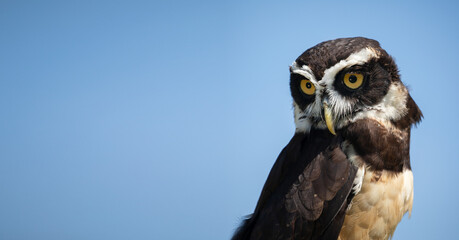 Pulsatrix perspicillata: The Captivating Gaze of the Spectacled Owl.  A Striking Wildlife Portrait against a Blue Background.  Wildlife Photography. 