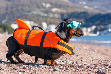 Dog in an orange life jacket, swimming goggles resolutely looks at sea. Safe swimming school for...