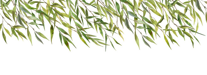 Watercolor Willow foliage, Green branches, Nature background © AsyaShu
