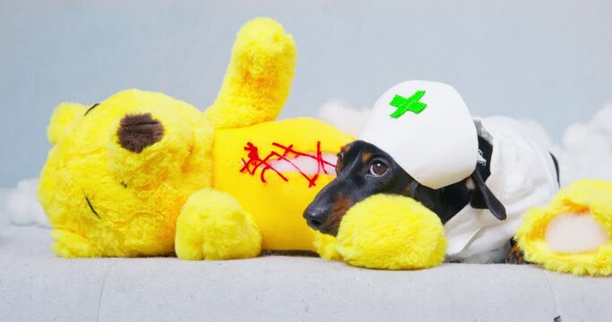 A black dachshund puppy lies cozily on a torn toy, dressed in a cute nurse's costume. A charming image that highlights the sweet and endearing nature of this beloved pet