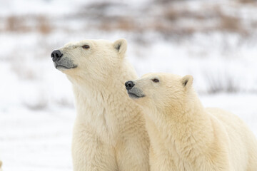 Two polar bears looking in the same direction with white blurred background in fall, Hudson Bay, Canada. Beautiful mammals with head, face, body in view. Mother and cub, mom and baby.