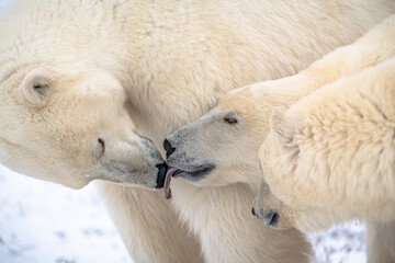 Sweet moment captured between mother and cub polar bear in Manitoba, Canada during fall with white snow background. Young licking mom on the nose in adorable, loving, close up shot of large, wildlife.