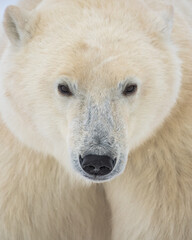 Close up face of young polar bear (Ursus maritimus) with large scar running across its face, looking at camera. Seen in Churchill during fall with white, fluffy fur and legs seen in shot. 