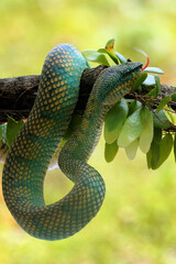 snake, viper, kalimantan, poisonous, the original viper of kalimantan is poisonous
