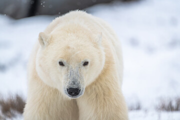 Close up of large male female polar bear seen in Churchill, Canada during winter, fall with snowy...