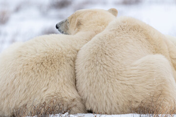 Two polar bears family seen sleeping, cuddling, huddling peacefully waiting on the shores on Hudson...