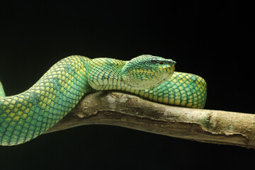 snake, viper, kalimantan, poisonous, the original viper of kalimantan is poisonous
