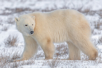 Close up of large male female polar bear seen in Churchill, Canada during winter, fall with snowy...