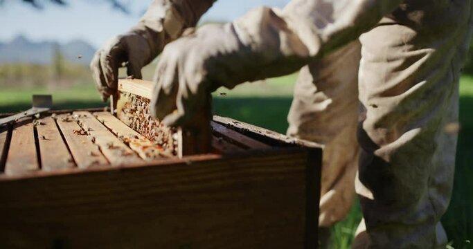 Countryside, beekeeping and farm worker hands with bee and honey farming for agriculture. Sustainability, bees wax harvest and employee in a safety suit outdoor in nature with insect farmer