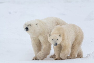 Mother and cub seen walking along the shores of Hudson Bay during fall, winter with snow white background in Canada. Body, legs, feet seen in shot. 