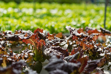 An experiment on growing lettuce in indoor hydroponics system Growing vegetables in hydroponics system Garden salad in Thailand Growing lettuce in PVC pipes, healthy vegetable growing concept.